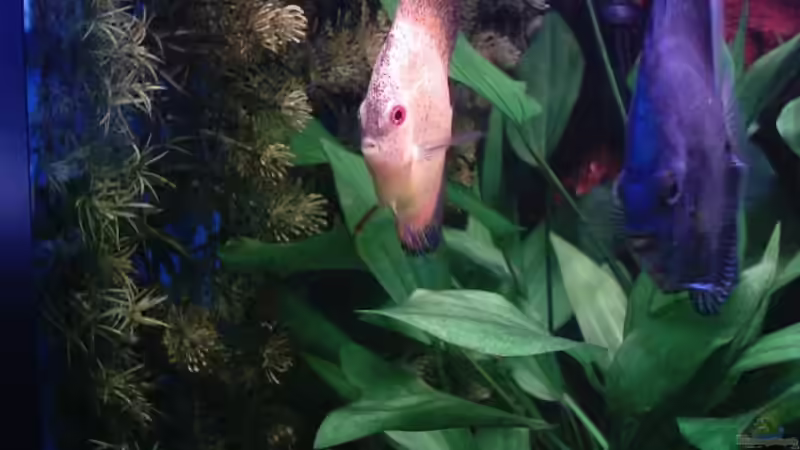 Besatz im Aquarium Becken 13511 von Uwe Hein (9)