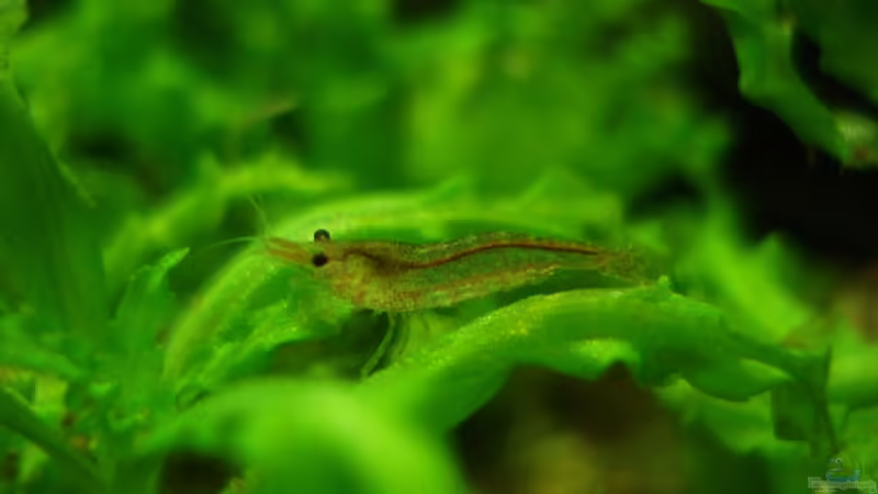 Besatz im Aquarium Becken 13512 von lunimami (6)