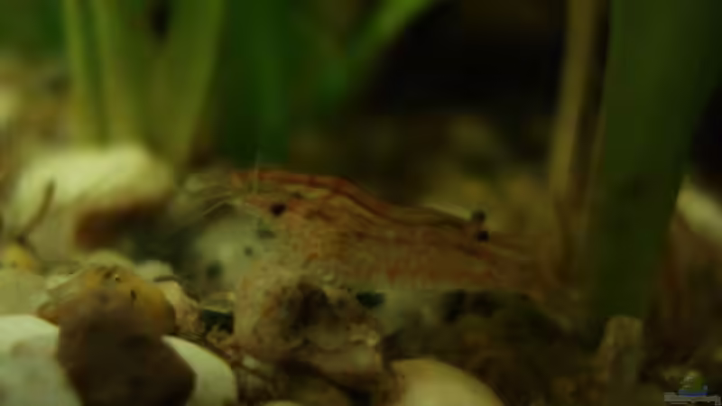 Besatz im Aquarium Becken 13512 von lunimami (7)