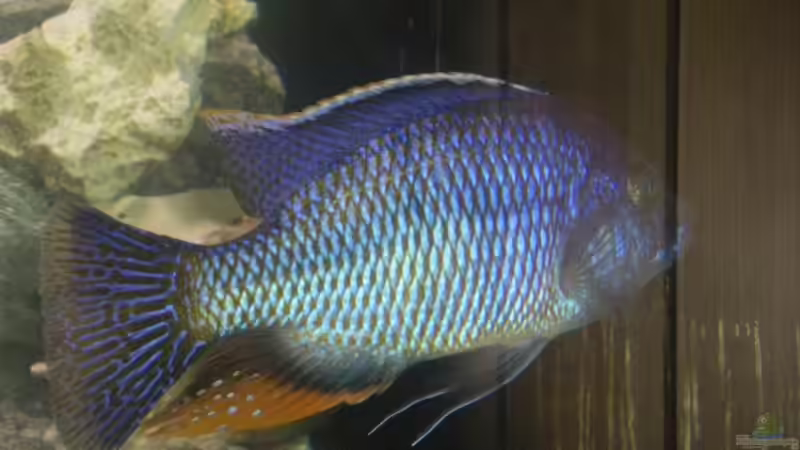 Besatz im Aquarium Becken 13514 von Martin Dirren (4)