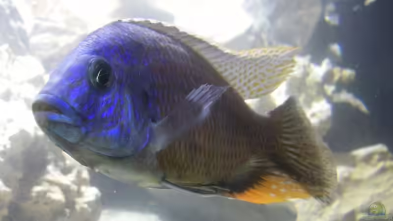 Besatz im Aquarium Becken 13514 von Martin Dirren (5)