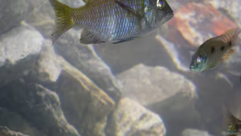 Besatz im Aquarium Becken 13514 von Martin Dirren (6)