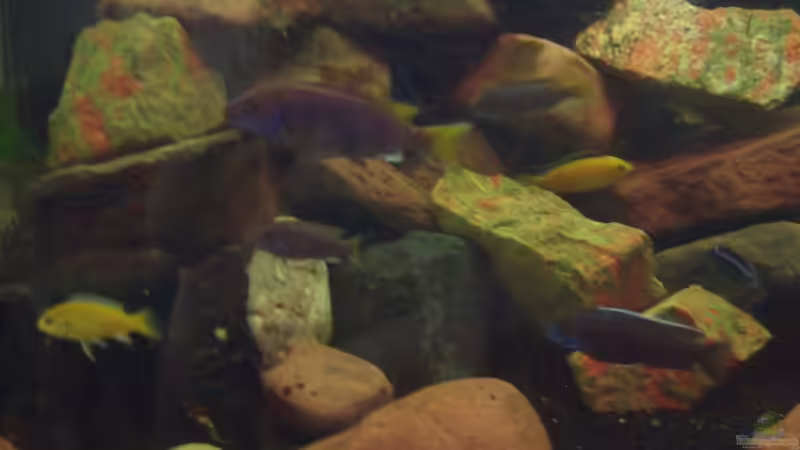 Besatz im Aquarium Becken 13551 von quentino (10)