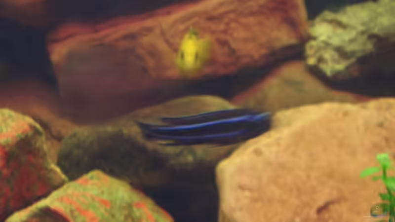 Besatz im Aquarium Becken 13551 von quentino (11)