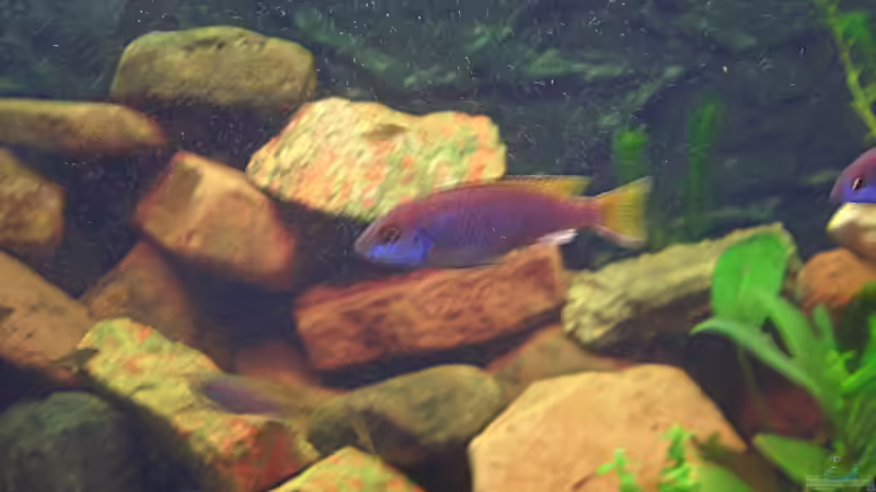 Besatz im Aquarium Becken 13551 von quentino (13)