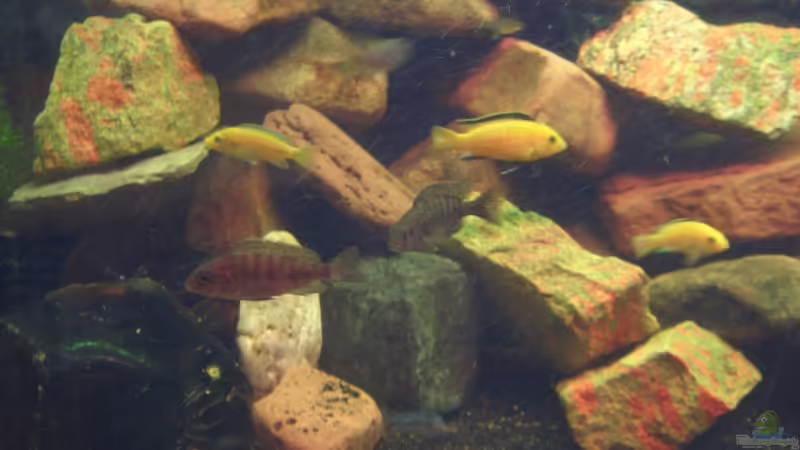 Besatz im Aquarium Becken 13551 von quentino (14)