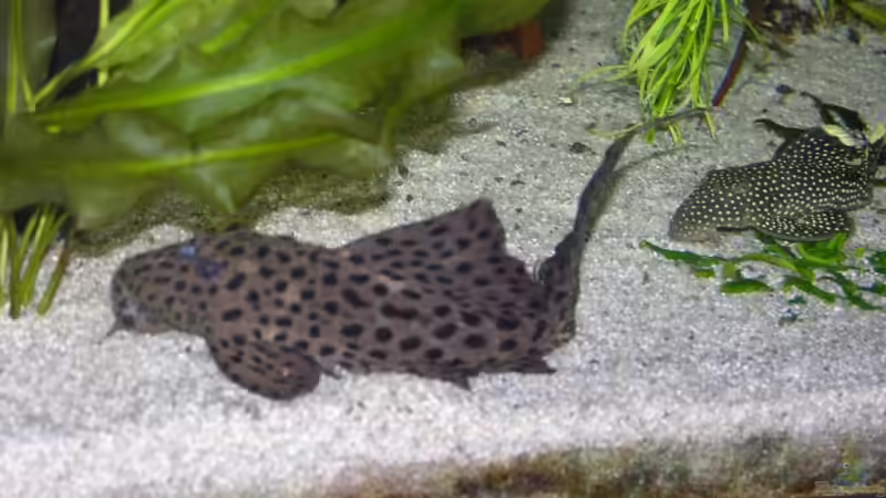 Besatz im Aquarium Becken 13562 von dornwels (41)