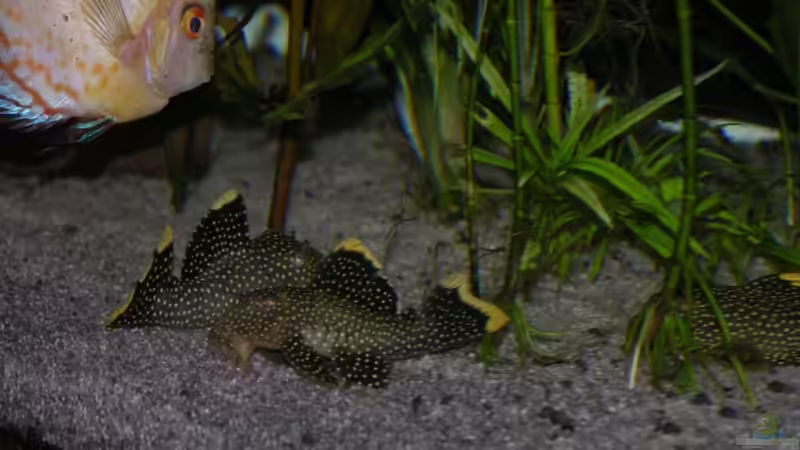 Besatz im Aquarium Becken 13562 von dornwels (42)