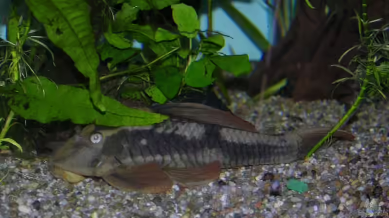 Besatz im Aquarium Becken 13562 von dornwels (43)