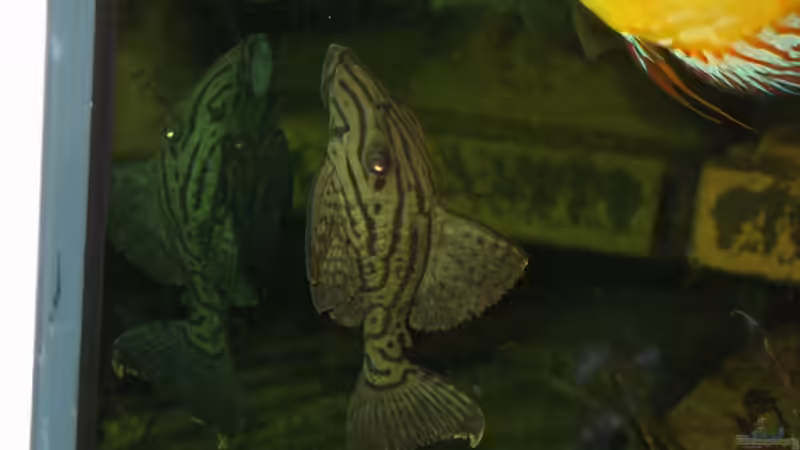 Besatz im Aquarium Becken 13562 von dornwels (44)