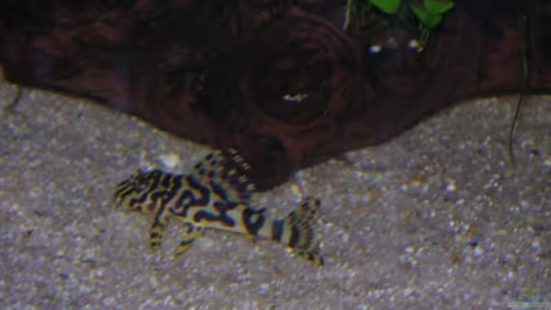 Besatz im Aquarium Becken 13562 von dornwels (45)