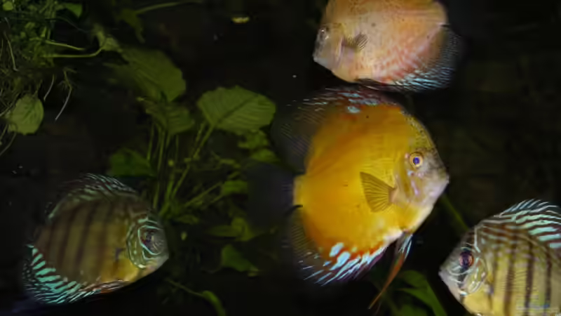 Besatz im Aquarium Becken 13562 von dornwels (47)