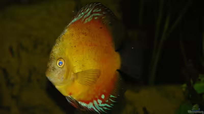 Besatz im Aquarium Becken 13562 von dornwels (48)