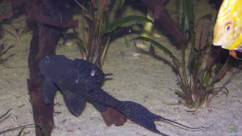 Besatz im Aquarium Becken 13562 von dornwels (49)