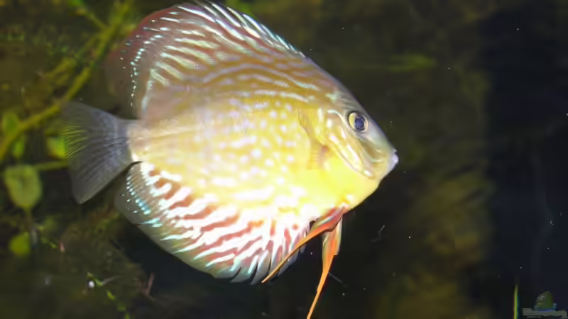 Besatz im Aquarium Becken 13562 von dornwels (50)