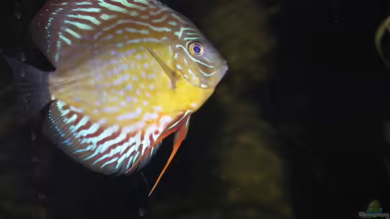 Besatz im Aquarium Becken 13562 von dornwels (51)