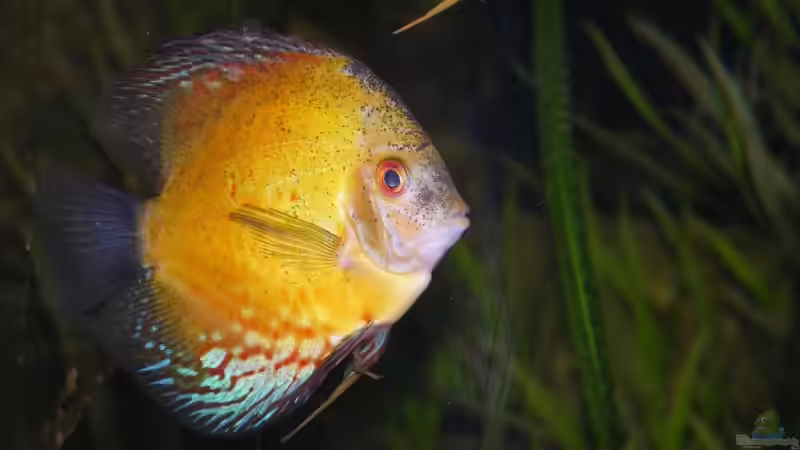 Besatz im Aquarium Becken 13562 von dornwels (52)