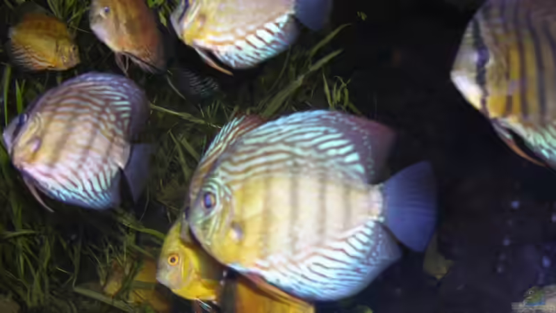 Besatz im Aquarium Becken 13562 von dornwels (54)