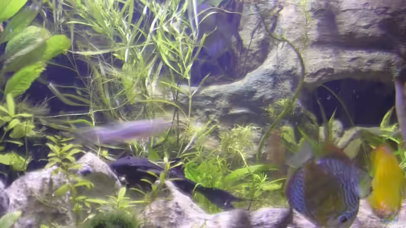 Besatz im Aquarium Becken 13562 von dornwels (57)