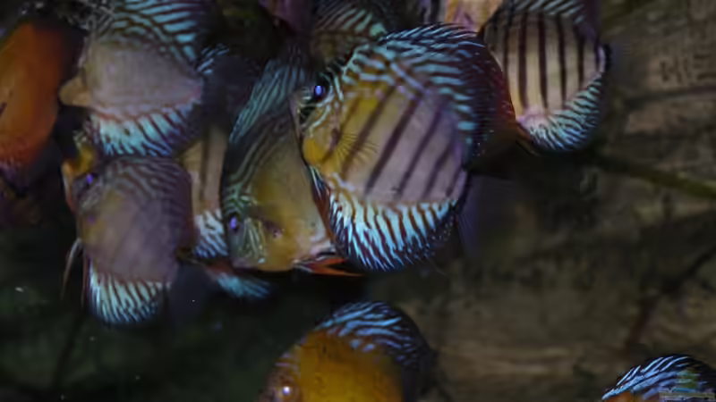 Besatz im Aquarium Becken 13562 von dornwels (59)