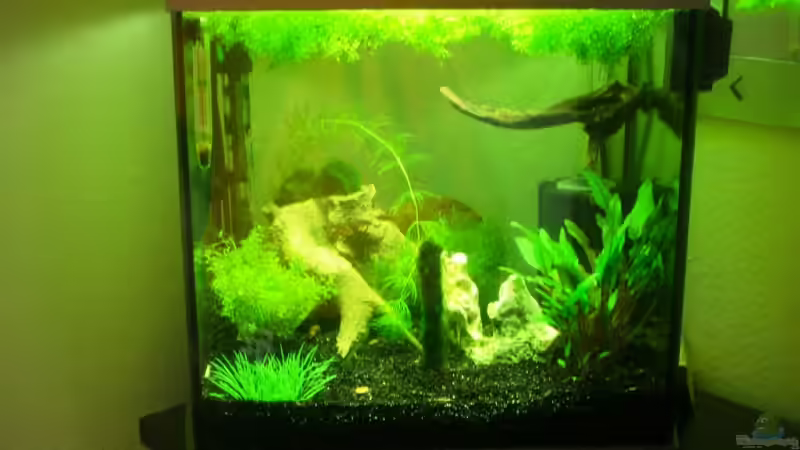 Besatz im Aquarium Becken 13565 von Dasy´s_Neelybecken (16)