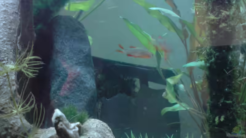 Besatz im Aquarium Becken 13565 von Dasy´s_Neelybecken (17)