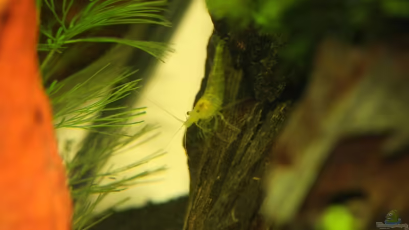 Besatz im Aquarium Becken 13567 von Thorsten (6)