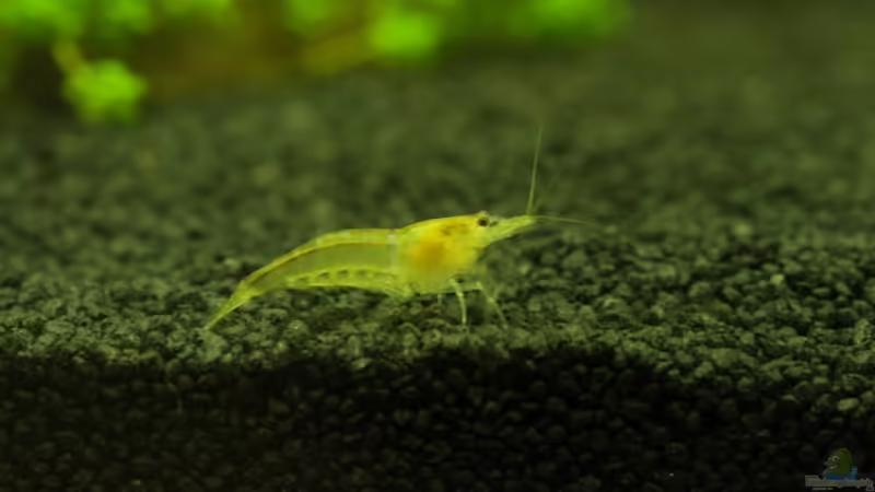 Besatz im Aquarium Becken 13567 von Thorsten (7)