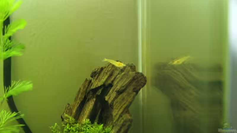 Besatz im Aquarium Becken 13567 von Thorsten (8)