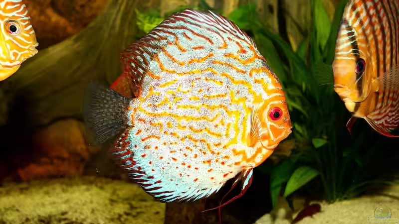 Besatz im Aquarium Becken 13578 von Dirk Pottwieser (2)