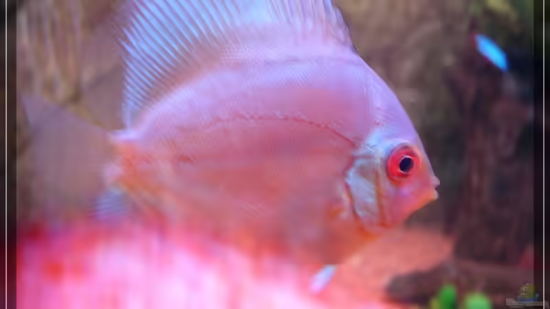 Besatz im Aquarium Becken 13613 von Holger Rauhe (21)