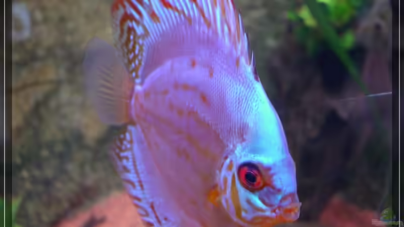 Besatz im Aquarium Becken 13613 von Holger Rauhe (23)