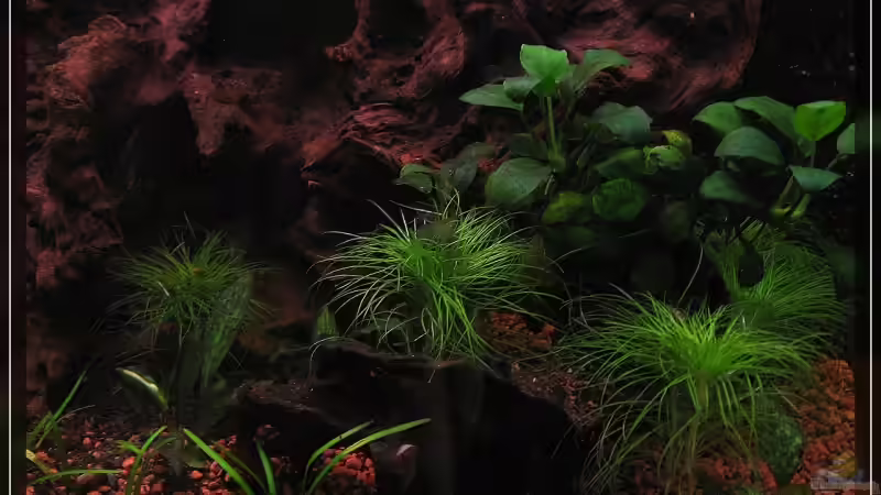 Besatz im Aquarium Becken 13613 von Holger Rauhe (27)