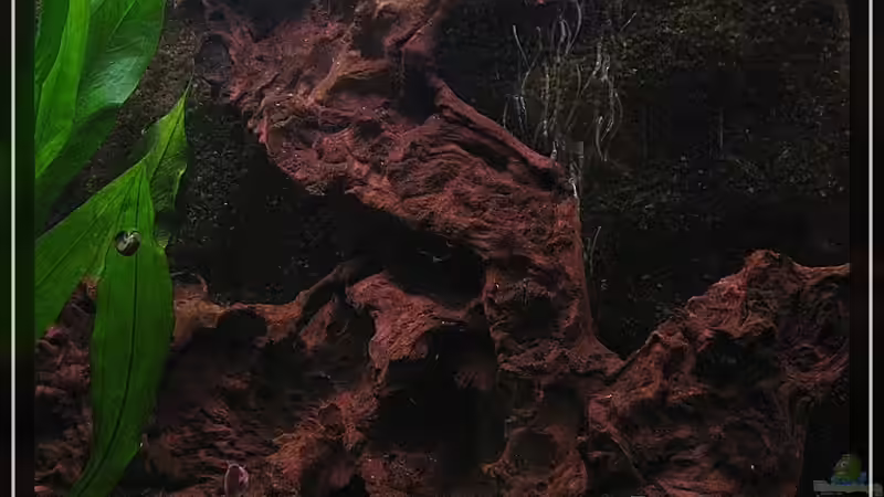 Besatz im Aquarium Becken 13613 von Holger Rauhe (28)