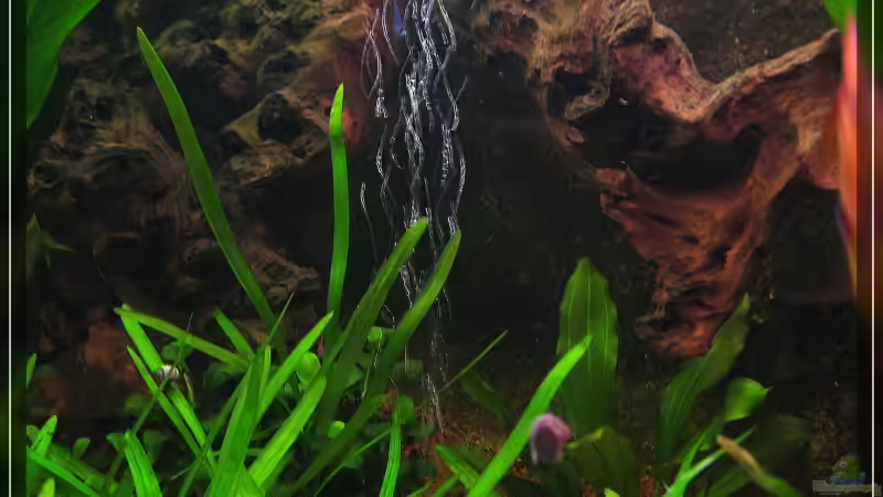 Besatz im Aquarium Becken 13613 von Holger Rauhe (31)