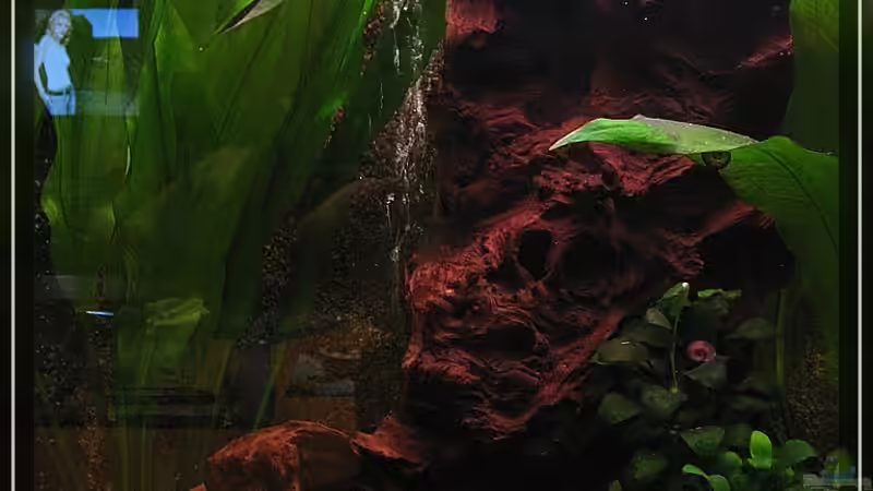 Besatz im Aquarium Becken 13613 von Holger Rauhe (32)