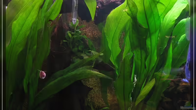 Besatz im Aquarium Becken 13613 von Holger Rauhe (33)