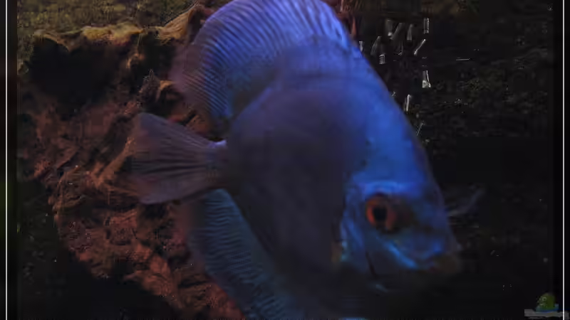 Besatz im Aquarium Becken 13613 von Holger Rauhe (34)