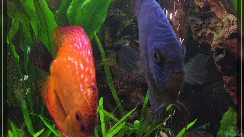 Besatz im Aquarium Becken 13613 von Holger Rauhe (35)