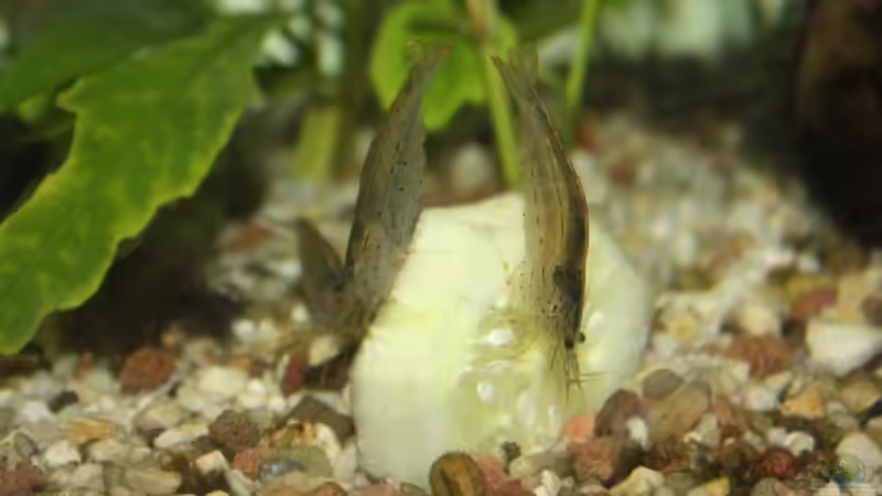 Besatz im Aquarium Becken 13625 von Christopher Pyhel (4)