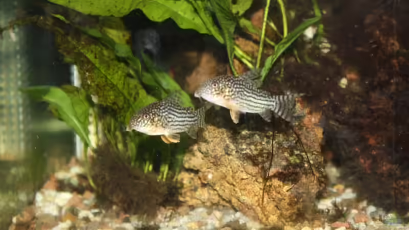 Besatz im Aquarium Becken 13625 von Christopher Pyhel (5)