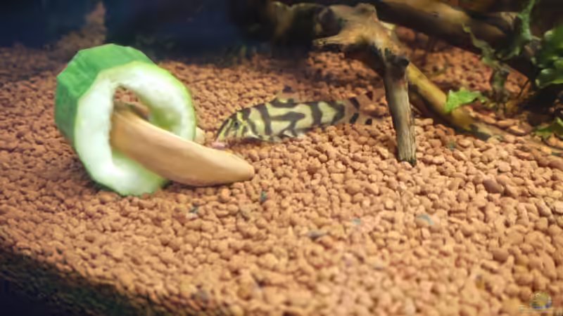 Besatz im Aquarium Becken 13628 von Linkman (11)