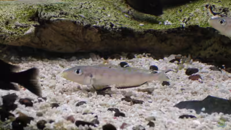 Besatz im Aquarium Becken 1363 von Michael Niedermeier (10)