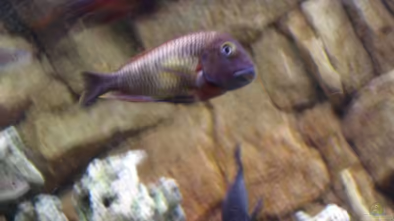 Besatz im Aquarium Becken 1363 von Michael Niedermeier (12)