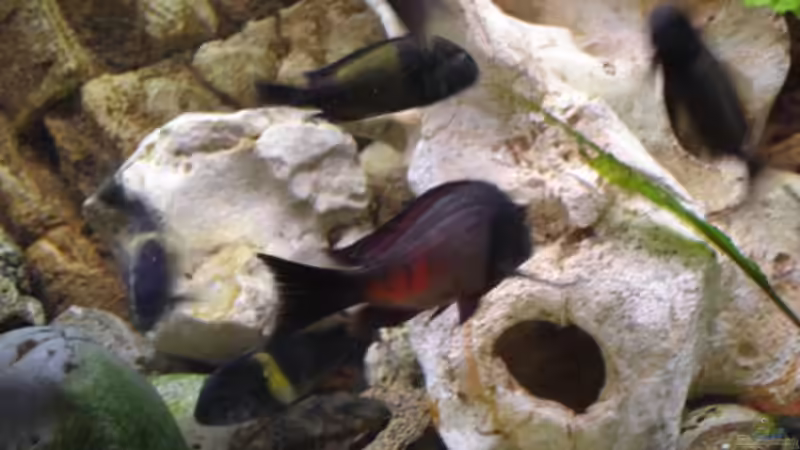 Besatz im Aquarium Becken 1363 von Michael Niedermeier (13)