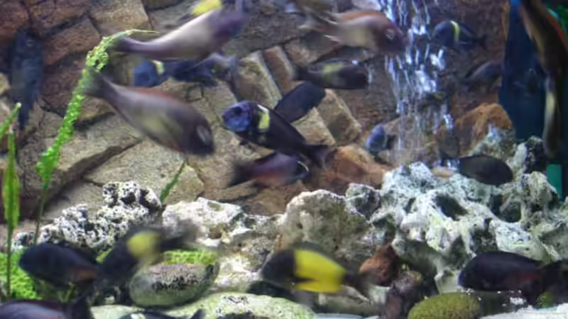 Besatz im Aquarium Becken 1363 von Michael Niedermeier (14)
