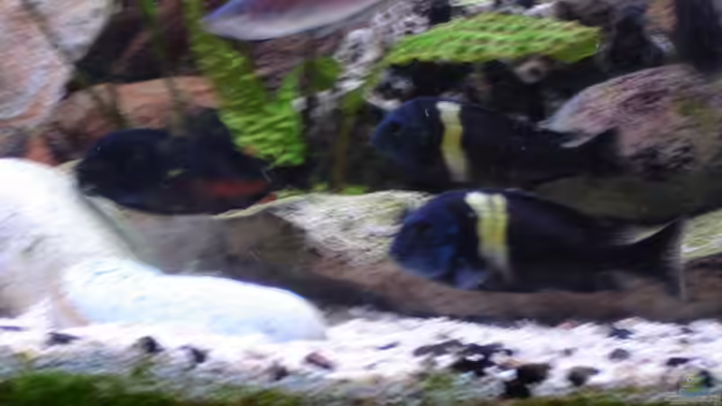 Besatz im Aquarium Becken 1363 von Michael Niedermeier (9)