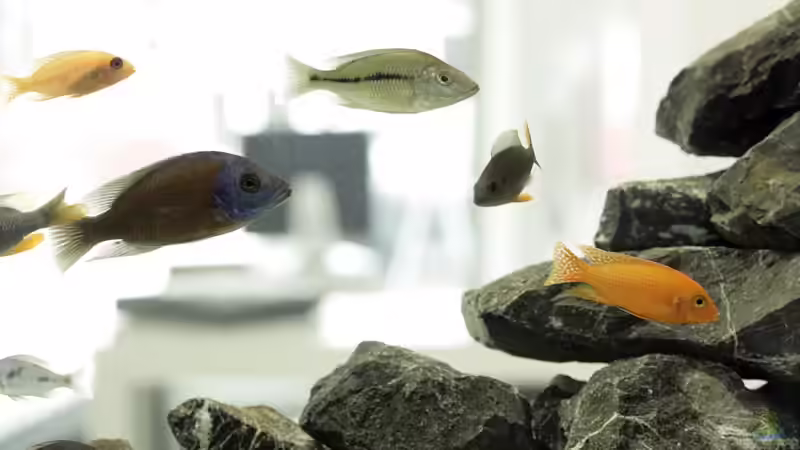 Besatz im Aquarium Becken 13672 von Ralf Bauer (27)