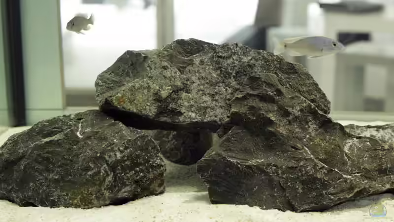 Besatz im Aquarium Becken 13672 von Ralf Bauer (30)