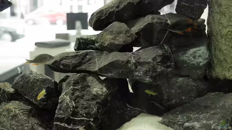 Besatz im Aquarium Becken 13672 von Ralf Bauer (31)